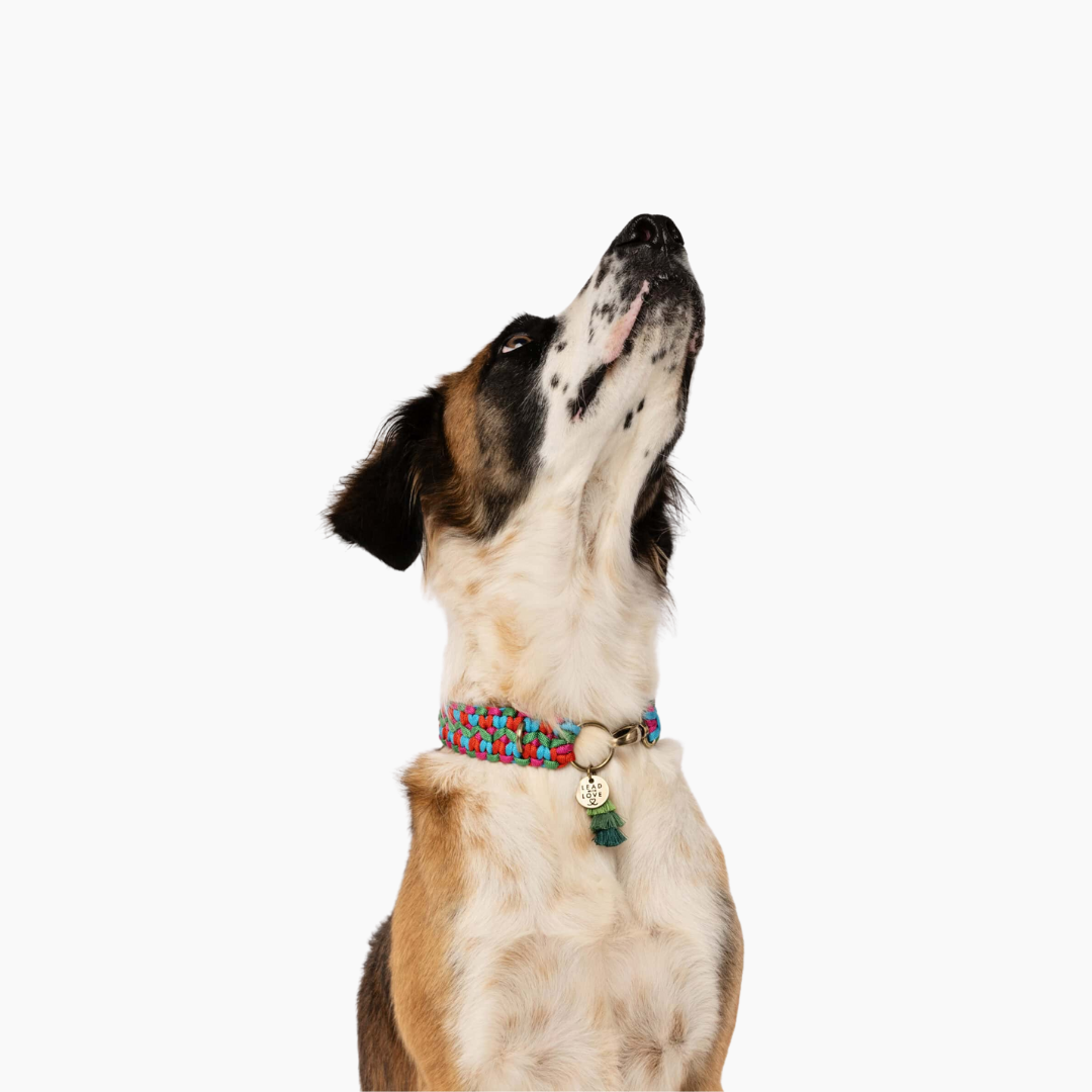 The Dogmas Double Wide Collar