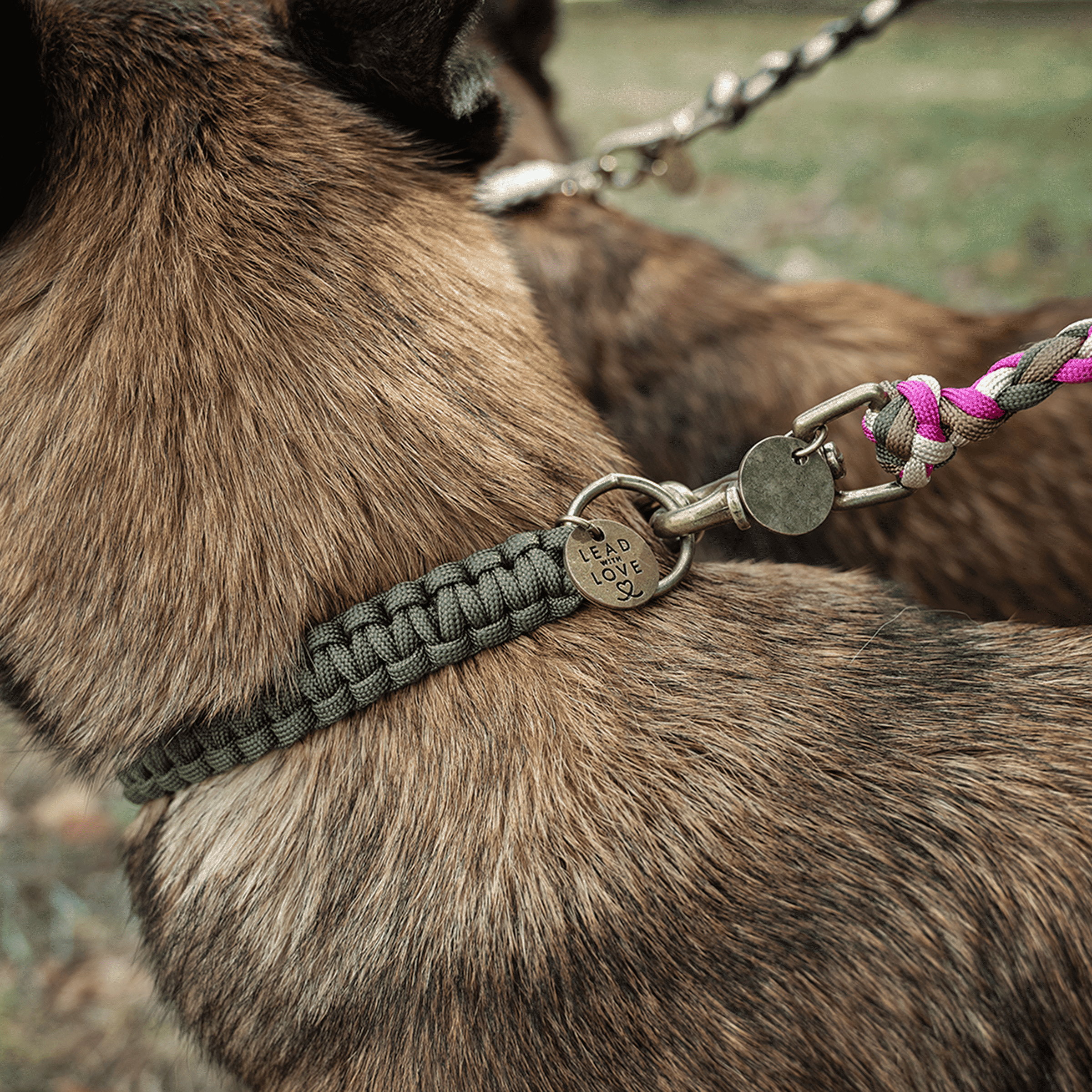 The Classic Collar
