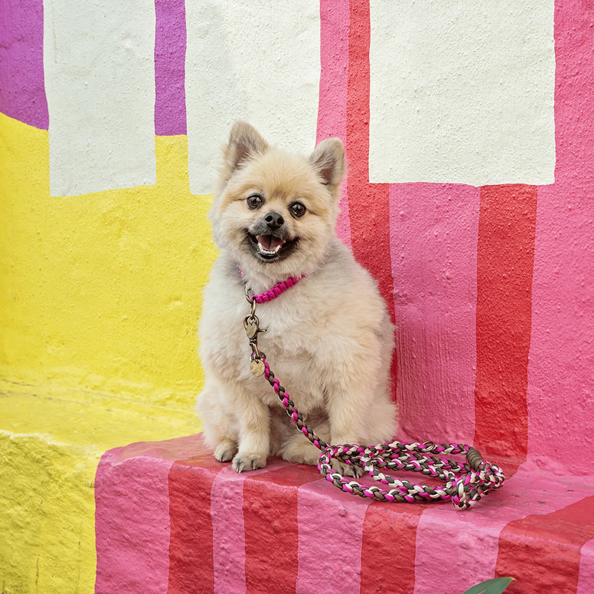 Custom Classic Collar