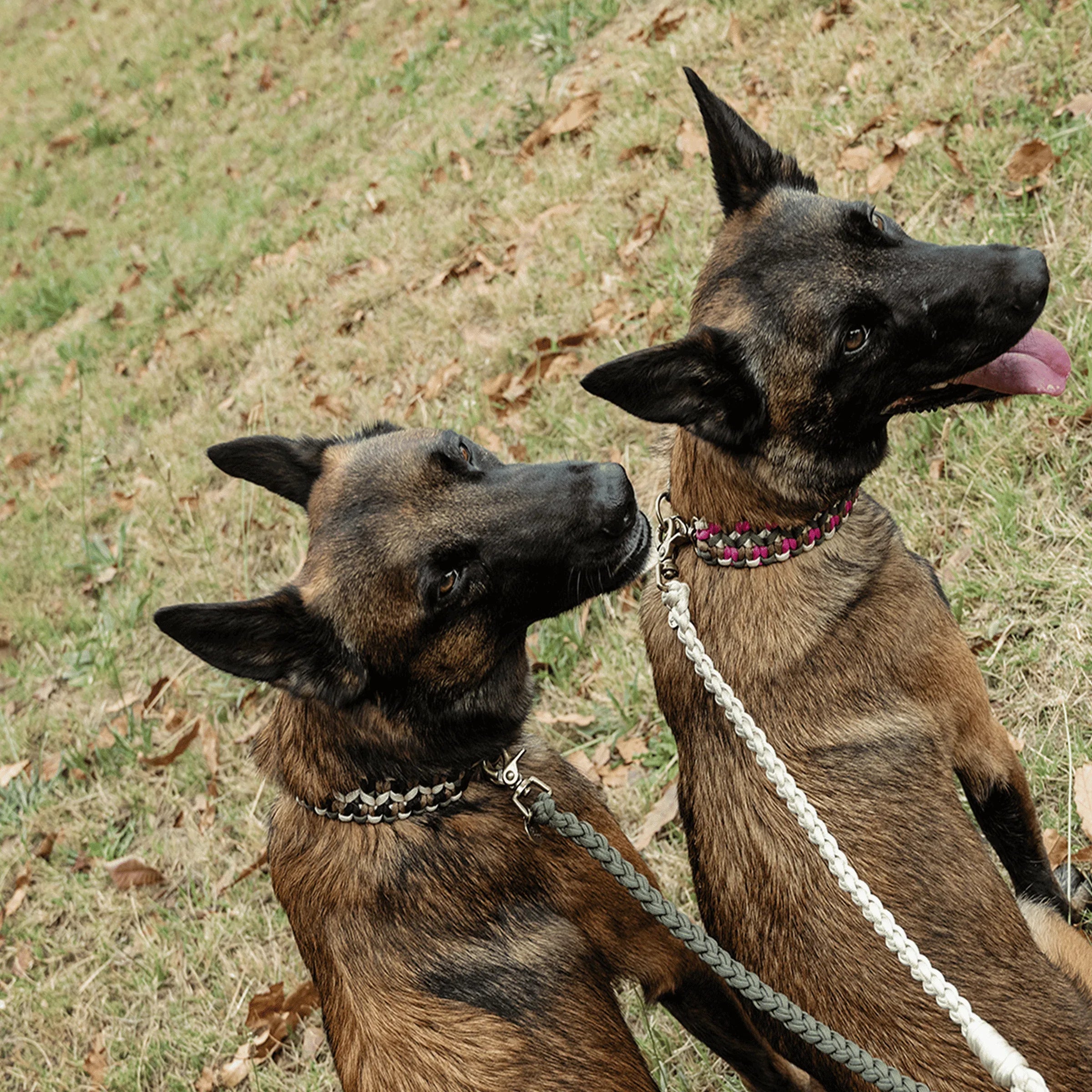 The Classic Lead Splitter