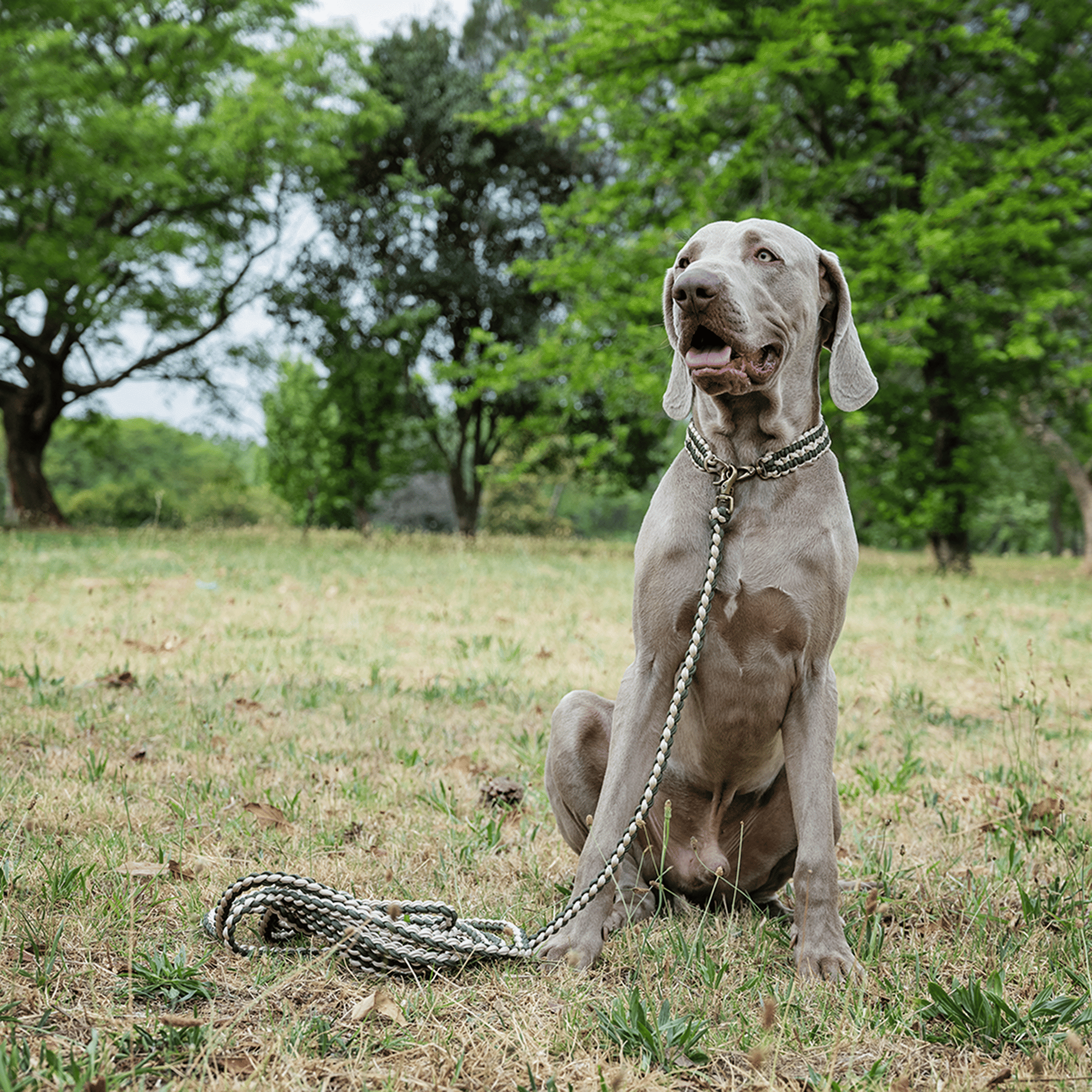 The Long Lead