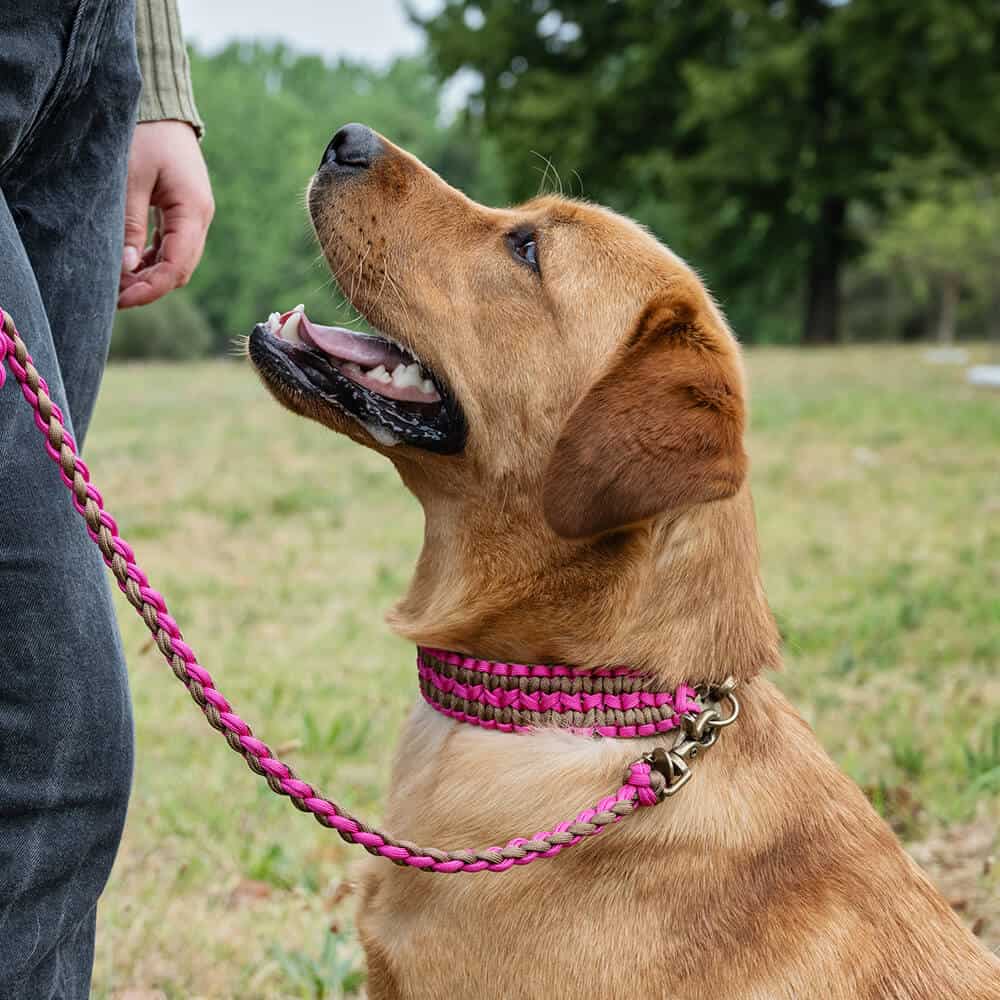 The Double Wide Collar