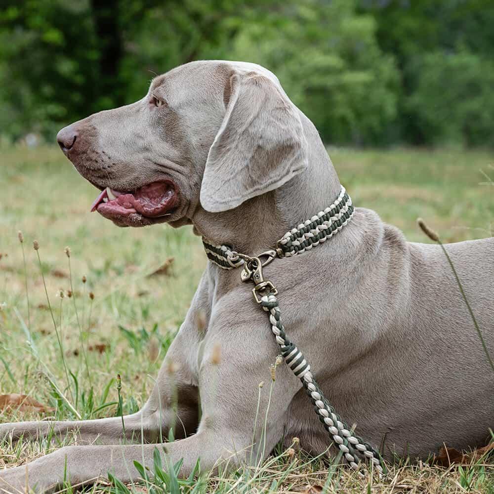 The Double Wide Collar