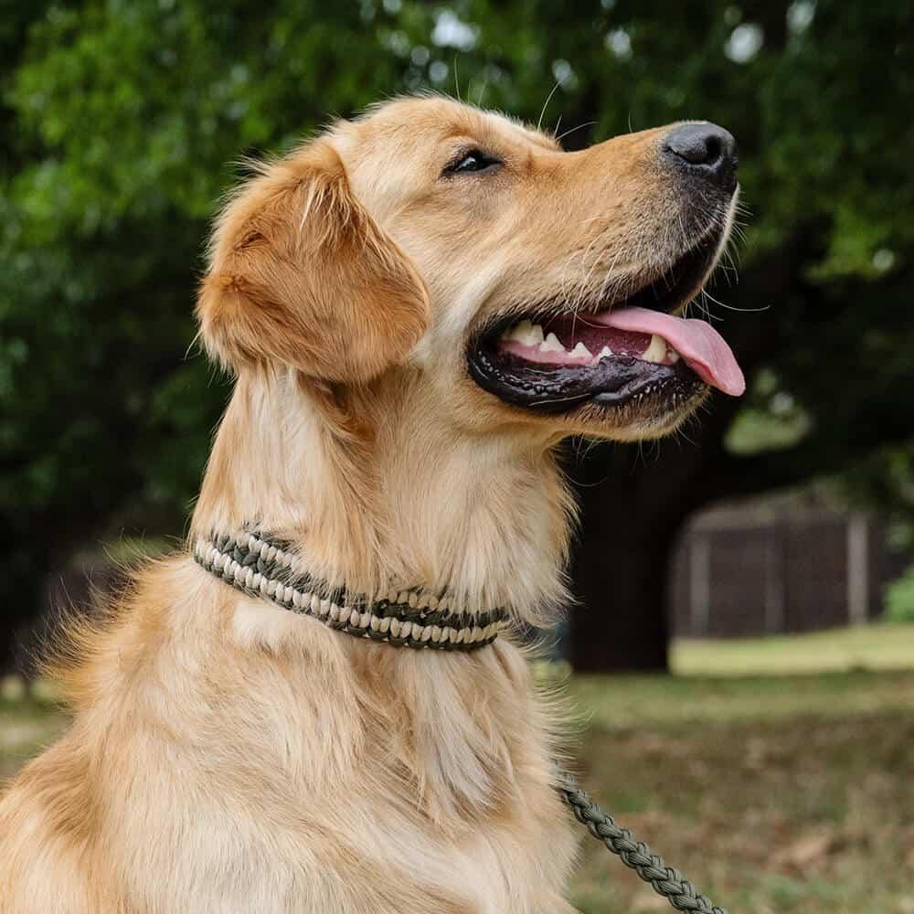 The Double Wide Collar