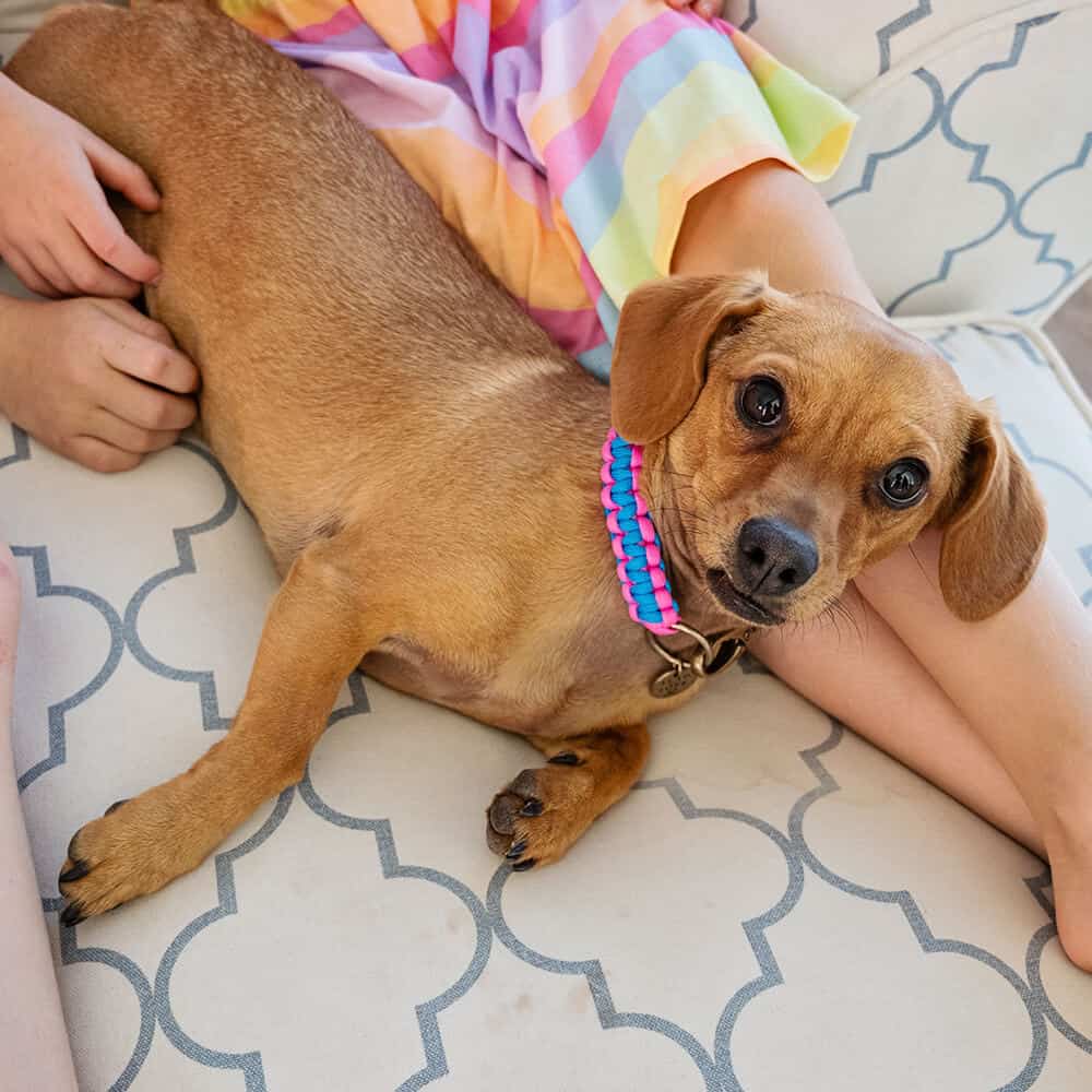 The Kiddies Collar
