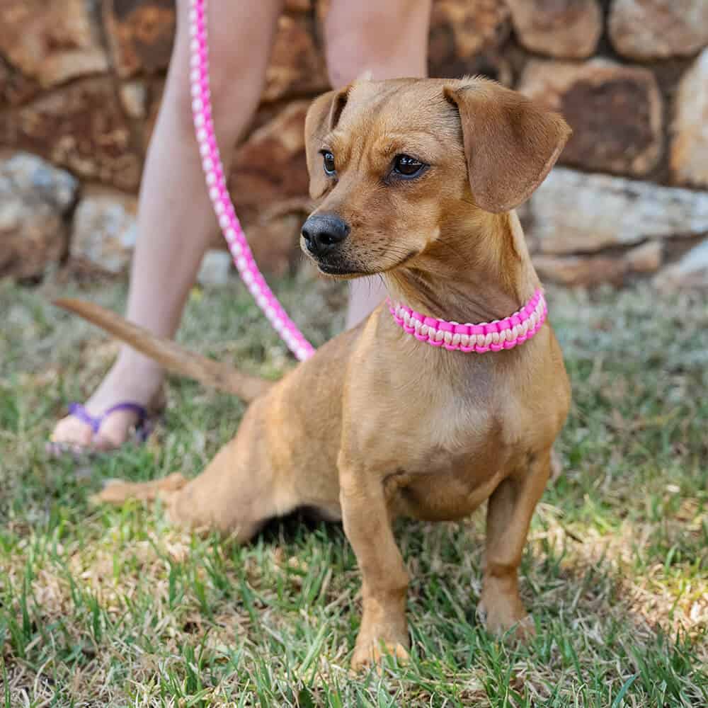 The Kiddies Collar