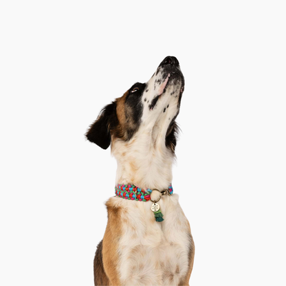The Dogmas Double Wide Collar