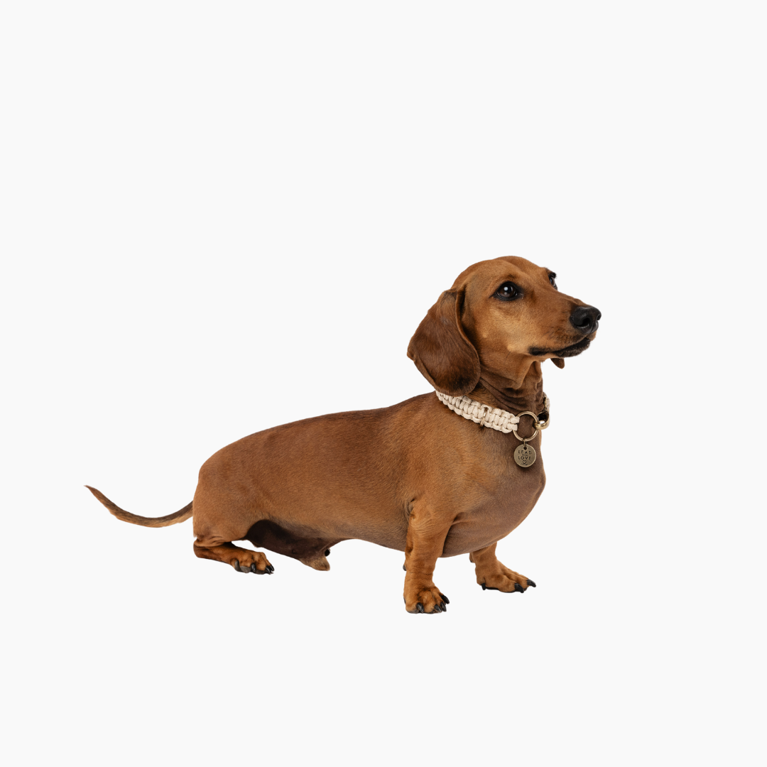 The Dogmas Classic Collar