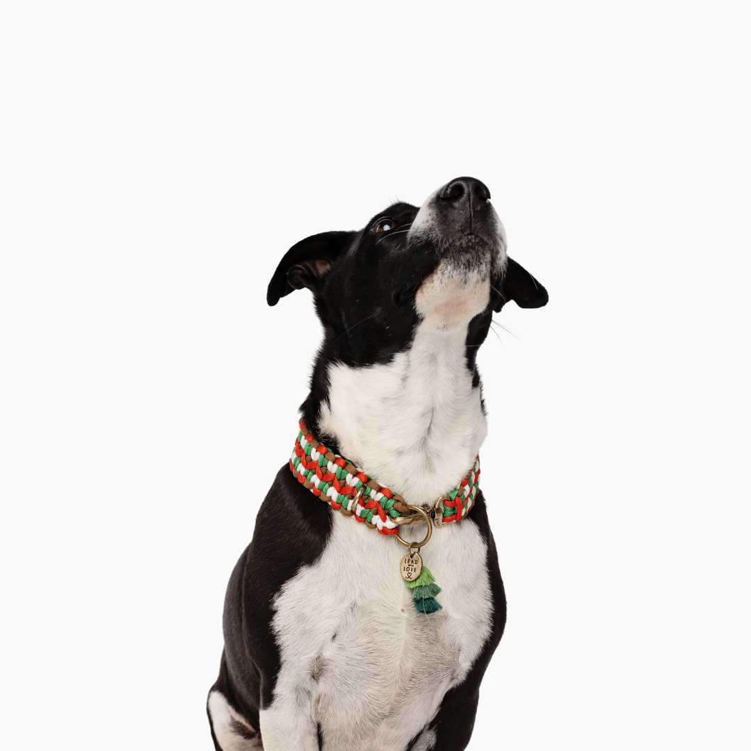 The Dogmas Double Wide Collar