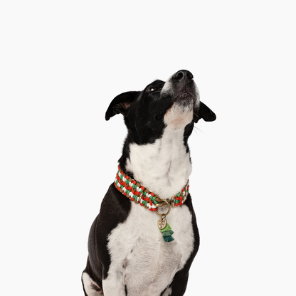 The Dogmas Double Wide Collar