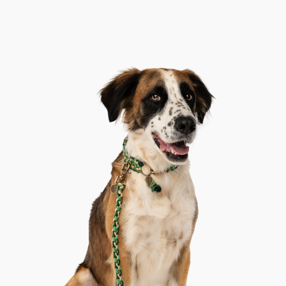 The Dogmas Double Wide Collar