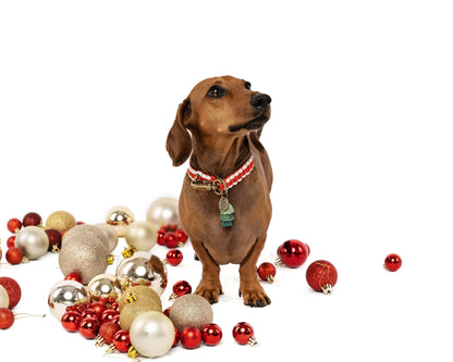 The Dogmas Classic Collar