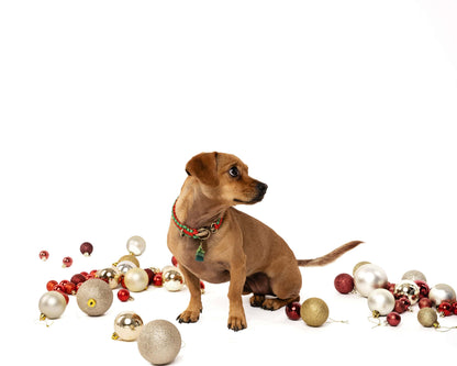 The Dogmas Classic Collar